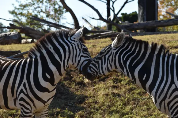 CrazyFox Casino Kundeservice